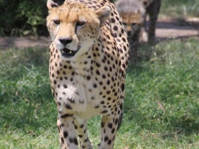 Bed and Breakfast Maasai Mara Safari Camp In Kenya Sekenani Экстерьер фото