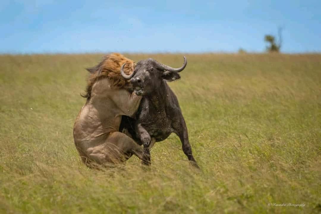 Bed and Breakfast Maasai Mara Safari Camp In Kenya Sekenani Экстерьер фото