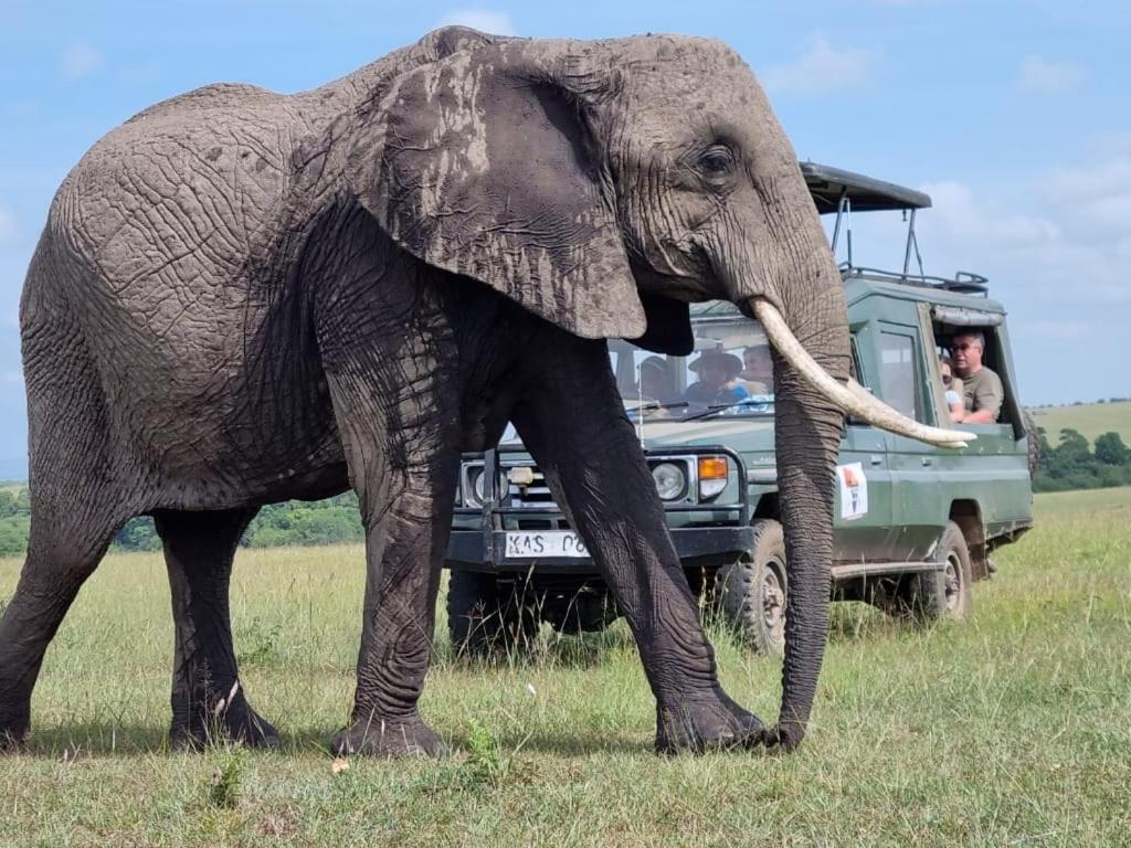 Bed and Breakfast Maasai Mara Safari Camp In Kenya Sekenani Экстерьер фото